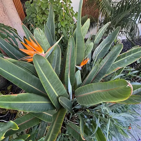 Sea View Διαμέρισμα Πλάγια ντελ Ινγκλές
